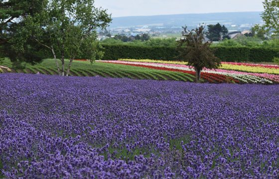 【2025年版】富良野のラベンダー街道を行く
